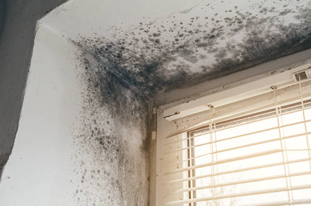Affordable Black Mold Remediation solutions in Coinjock, NC